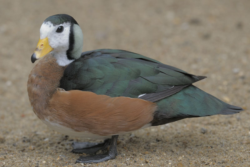 African pygmy goose