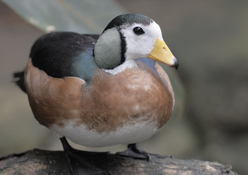 African pygmy goose