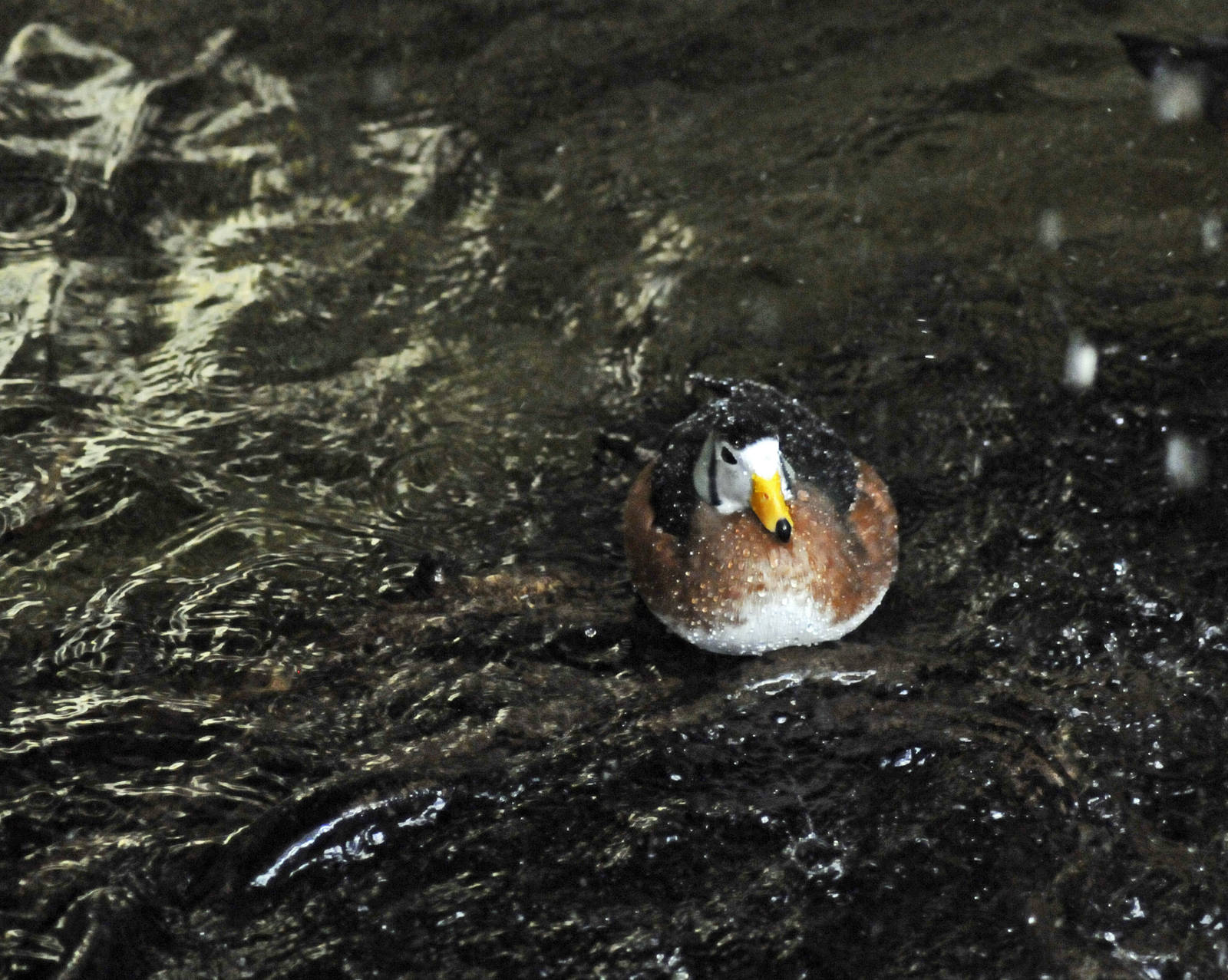 african pygmy goose