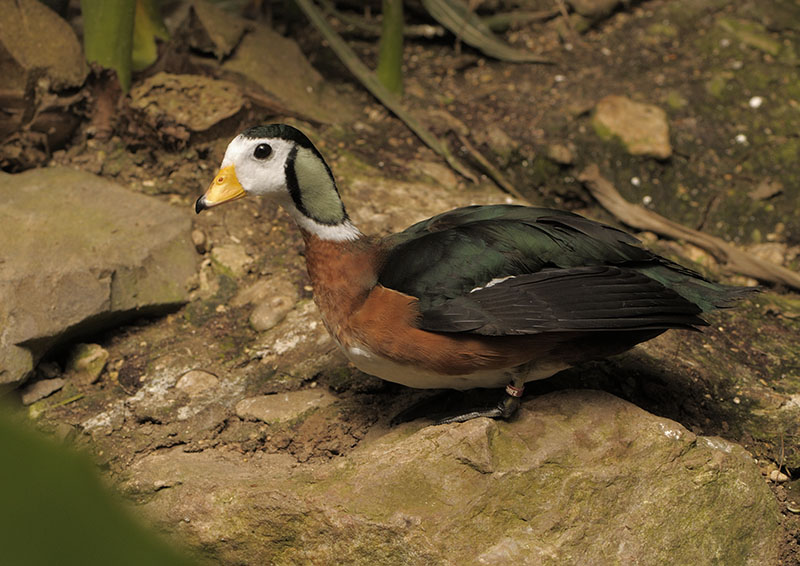 African pygmy goose