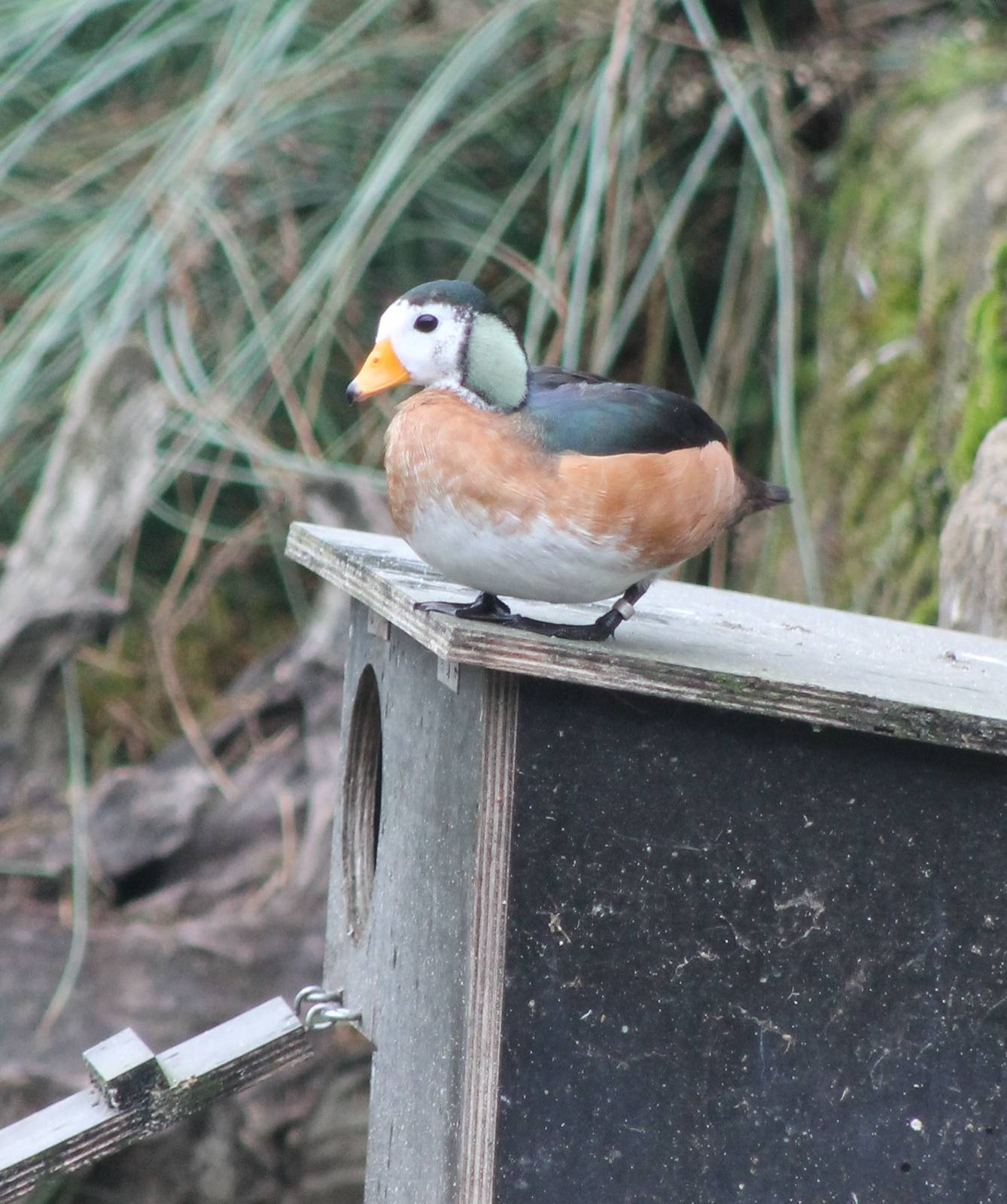 African pygmy goose