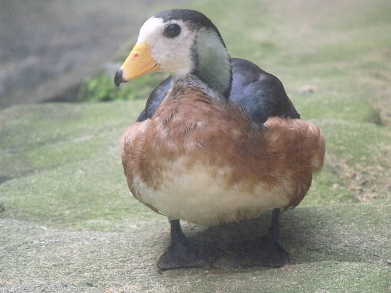 African pygmy goose