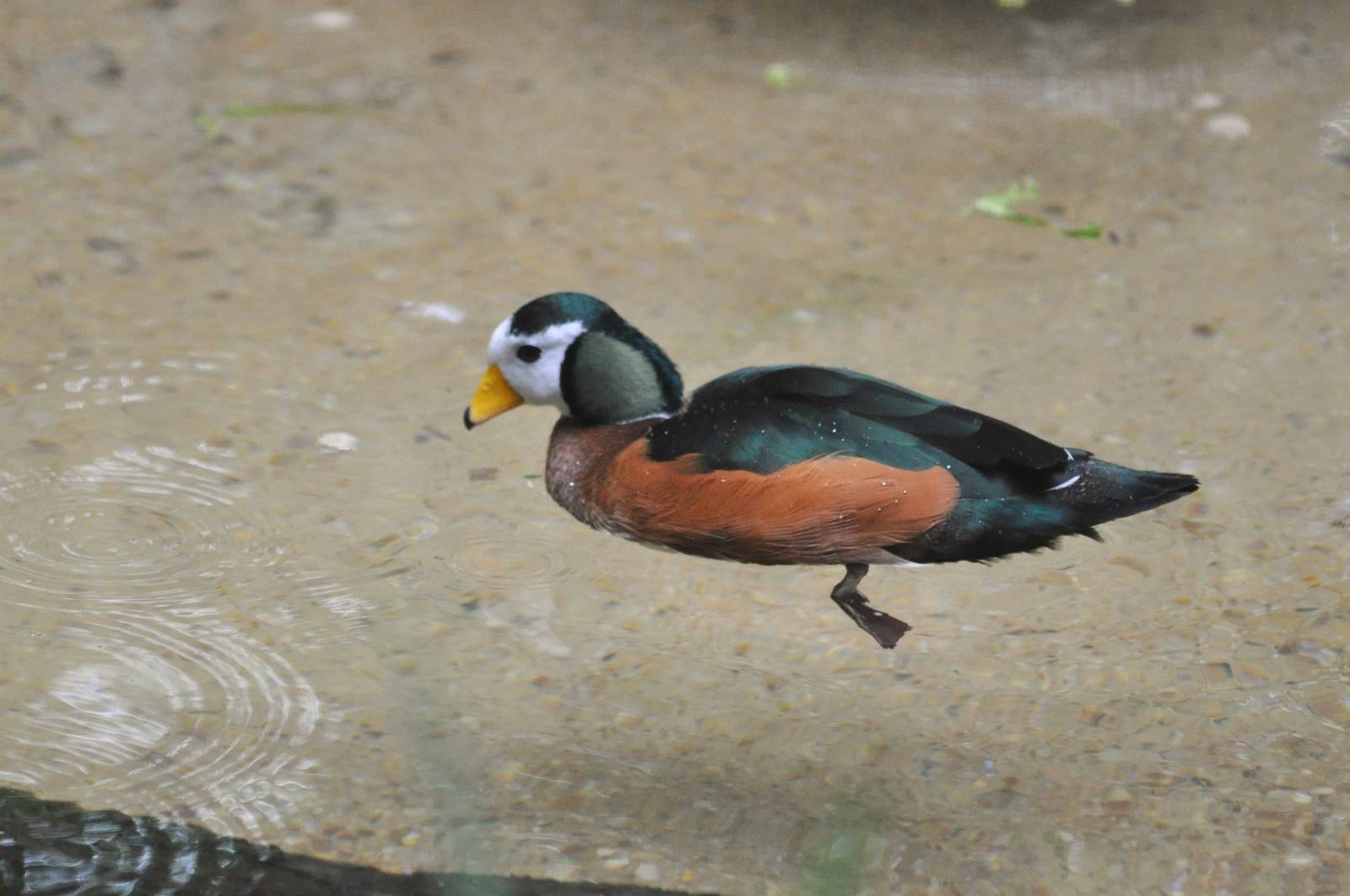 African Pygmy Goose