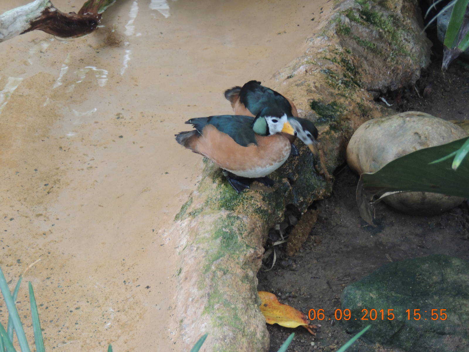 african pygmy goose