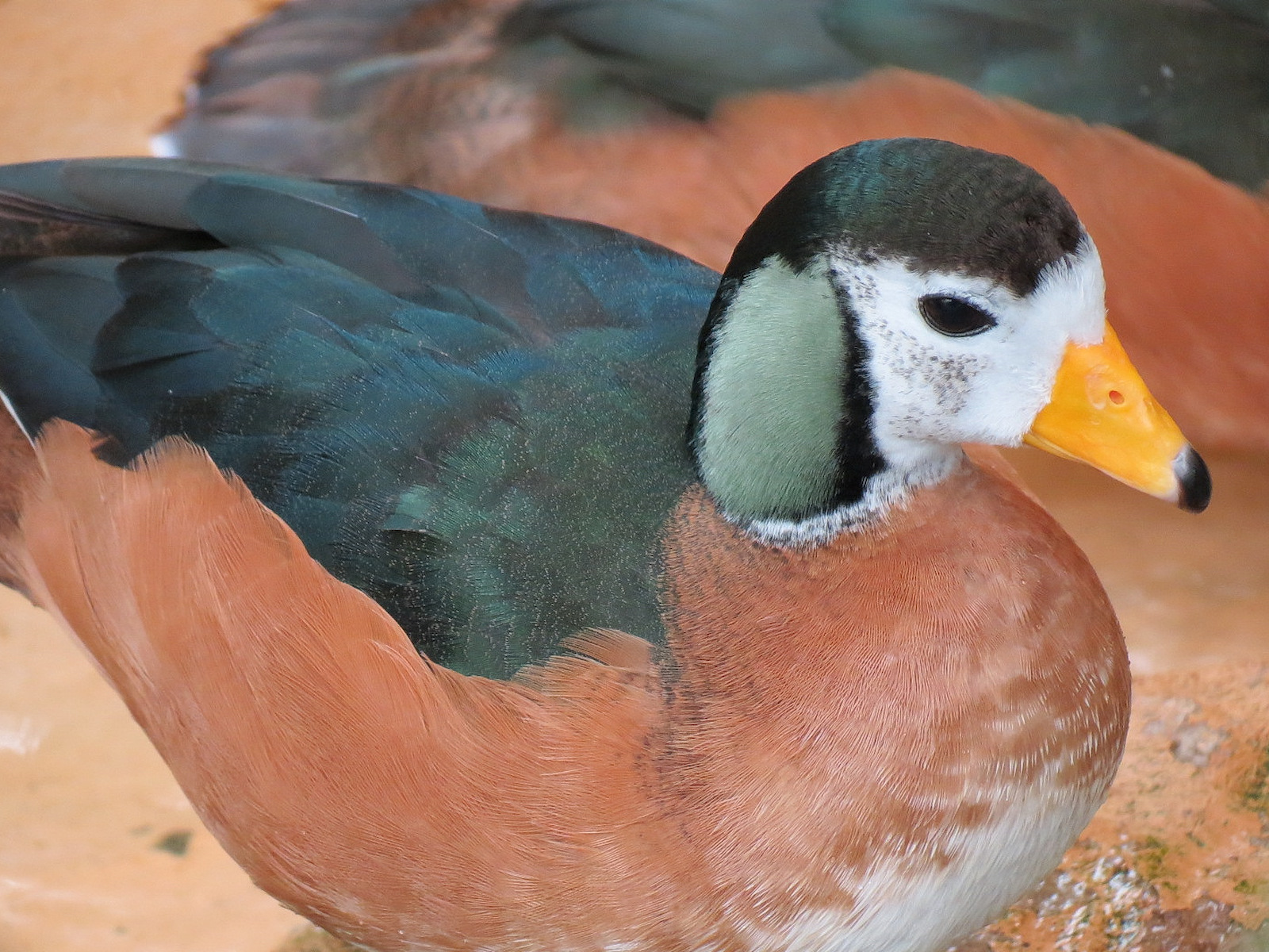 African Pygmy Goose