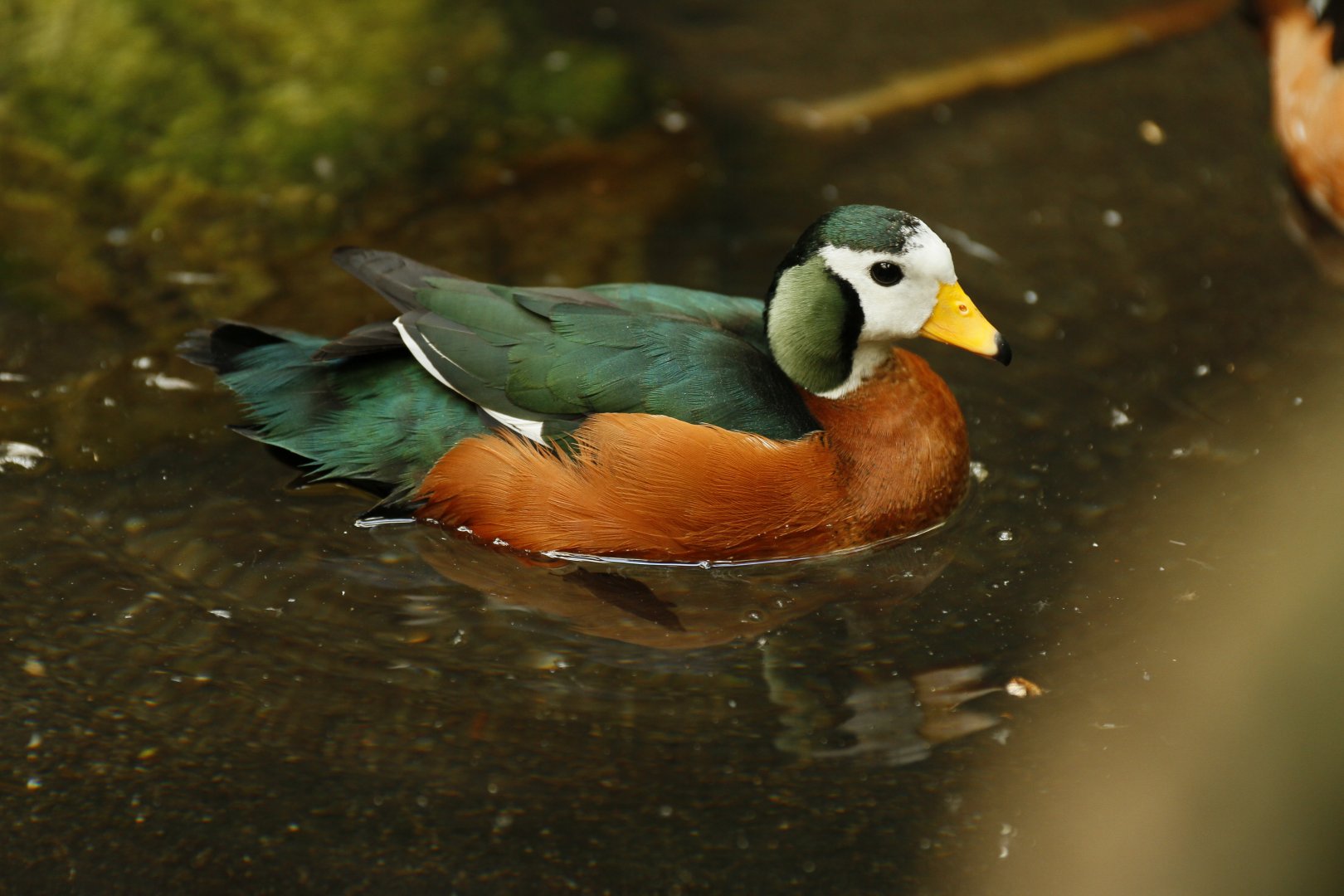 African pygmy goose