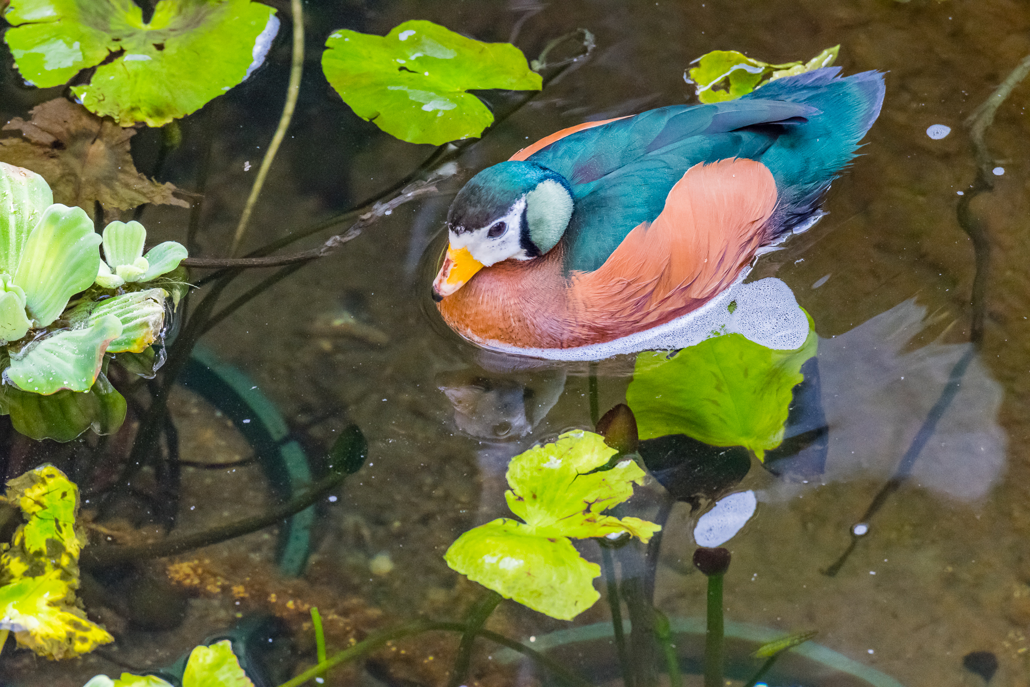African Pygmy Goose.
