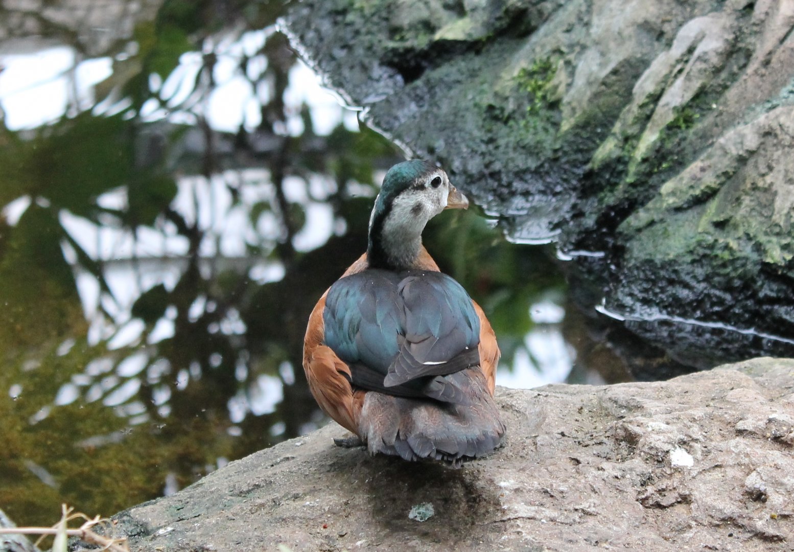 African pygmy goose