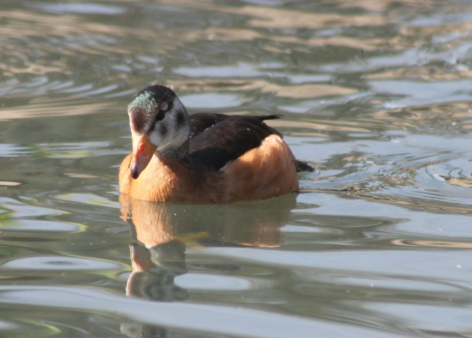 African pygmy goose