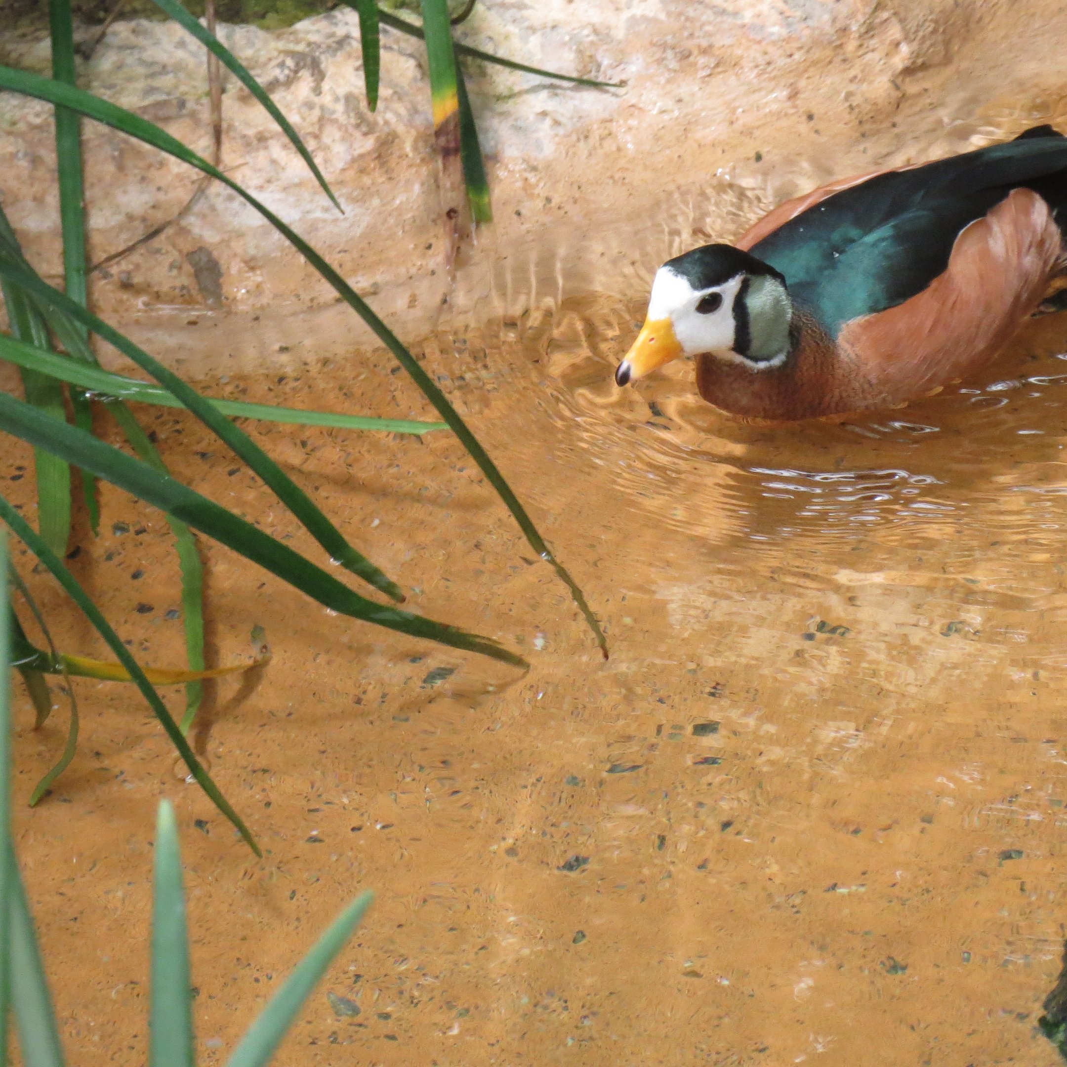 African Pygmy Goose