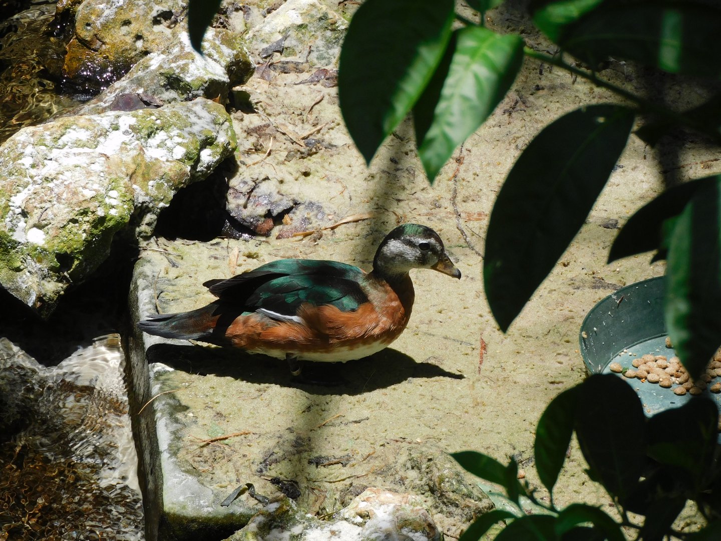 african pygmy goose