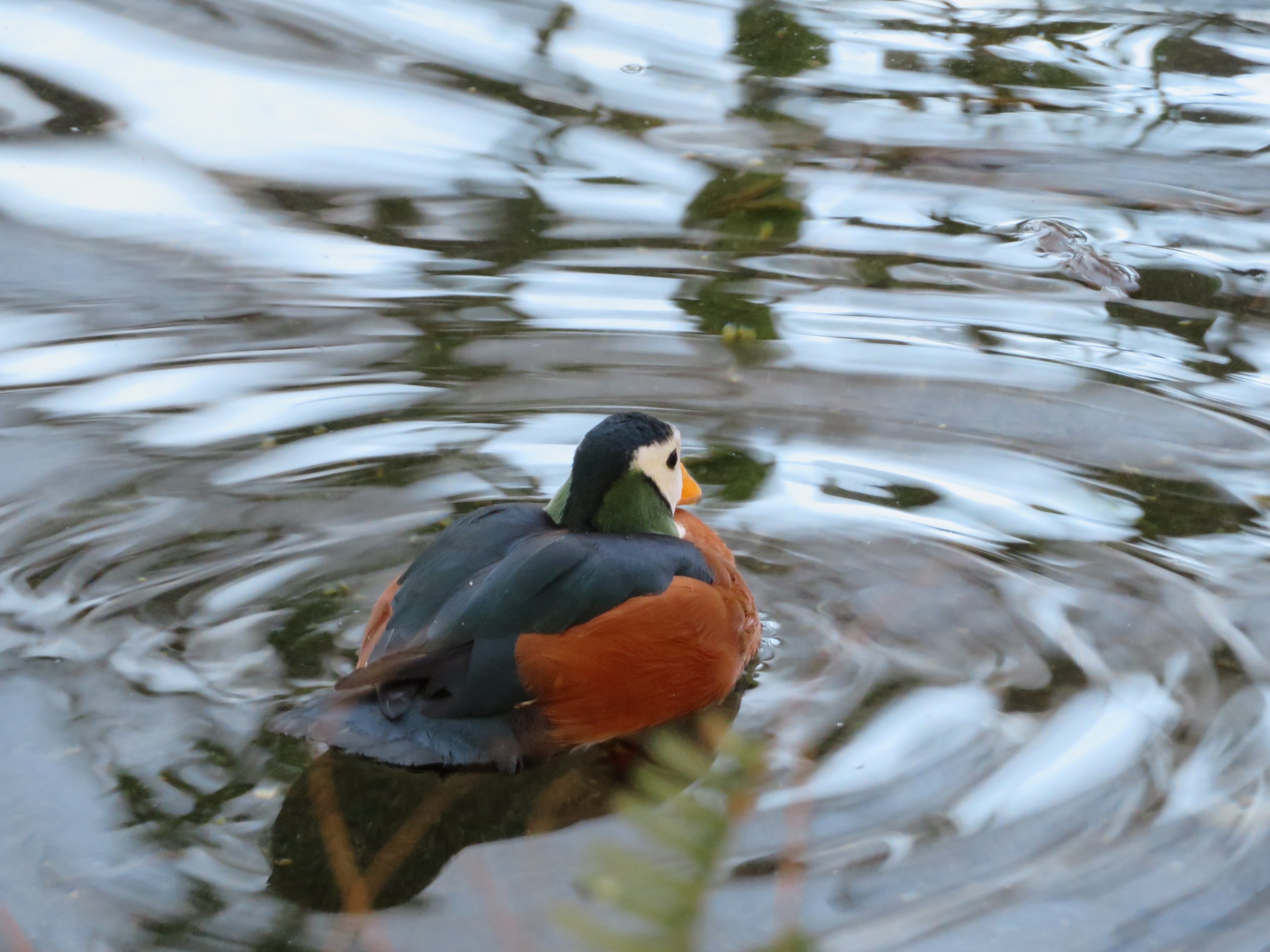 African Pygmy Goose