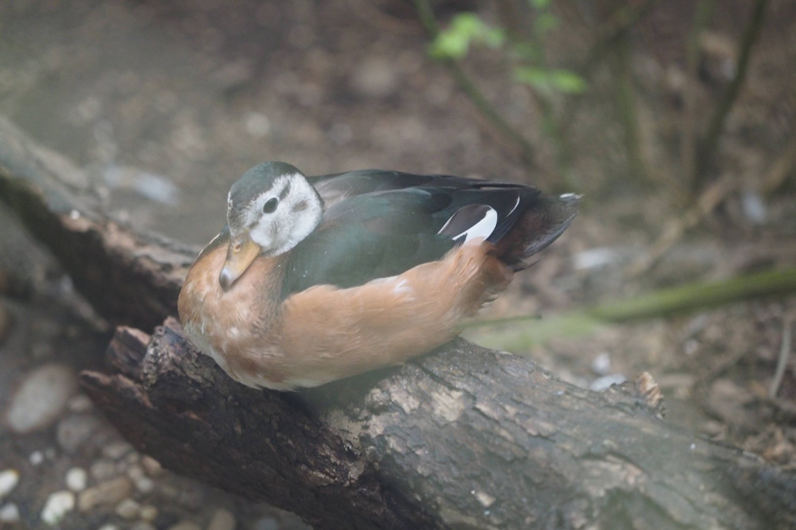 African pygmy goose