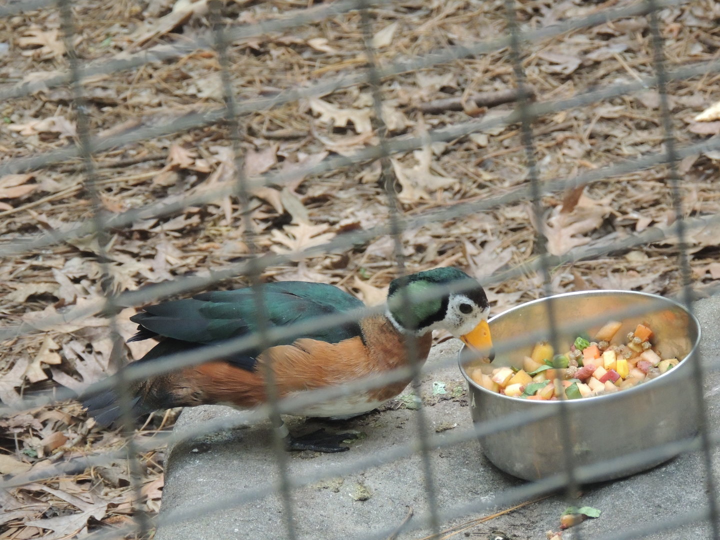 african pygmy goose