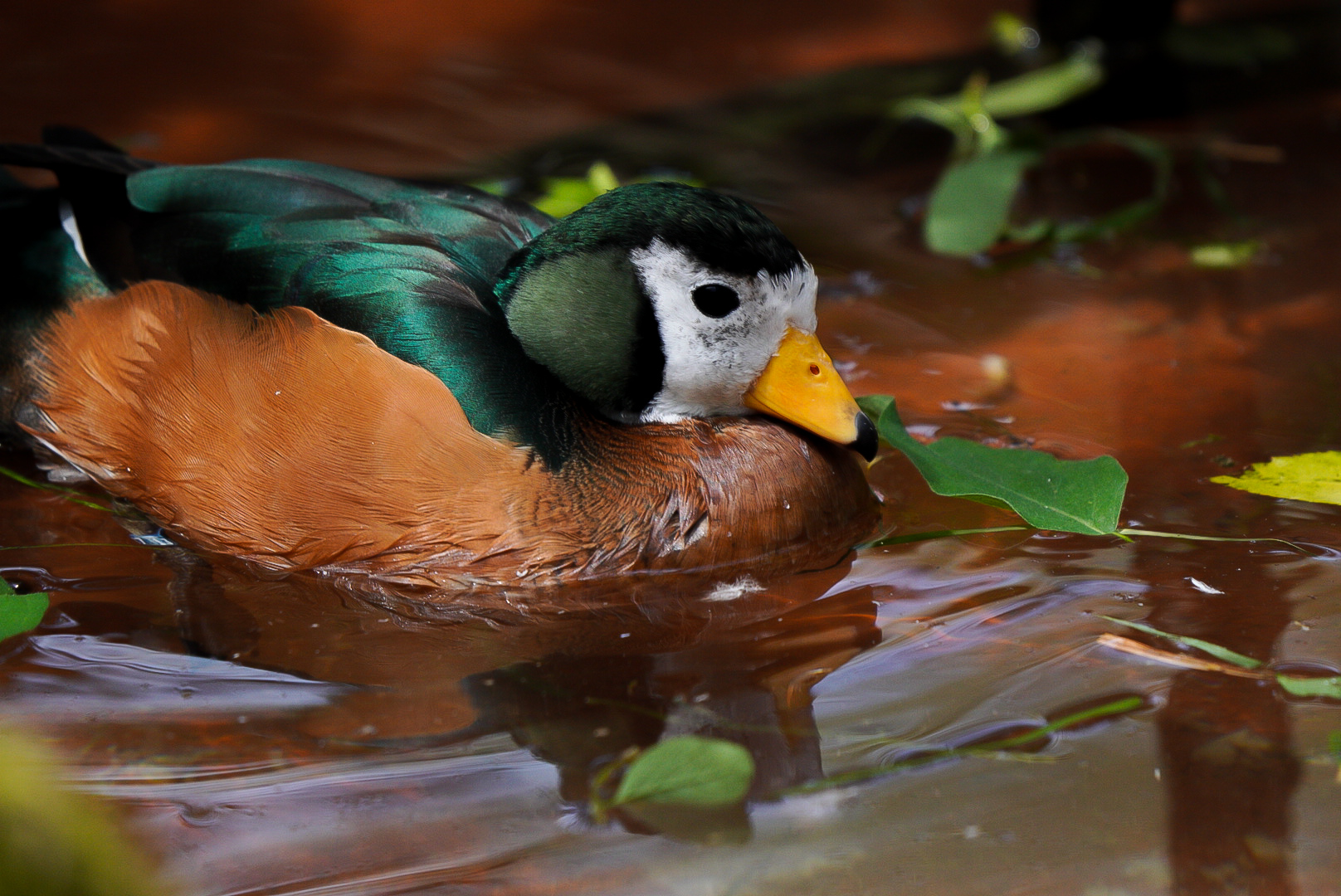 African Pygmy Goose