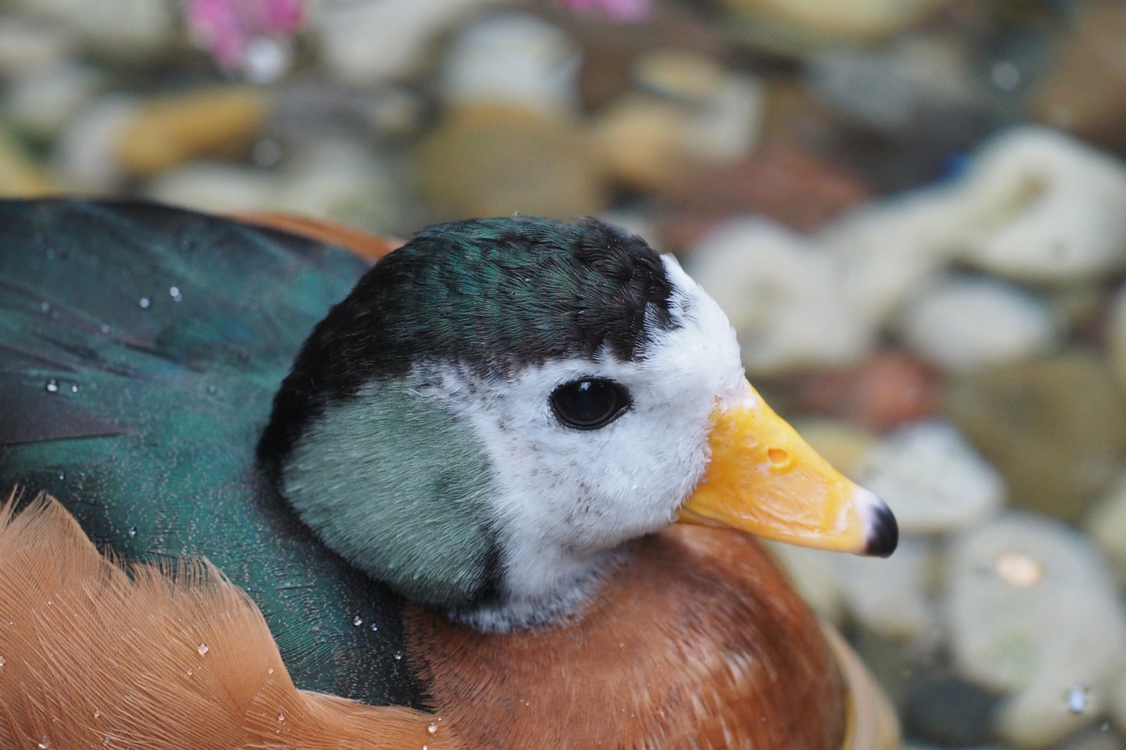 African Pygmy Goose