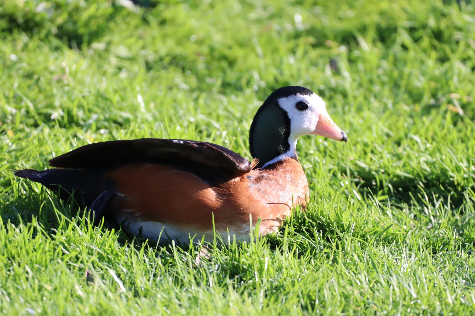 African pygmy-goose