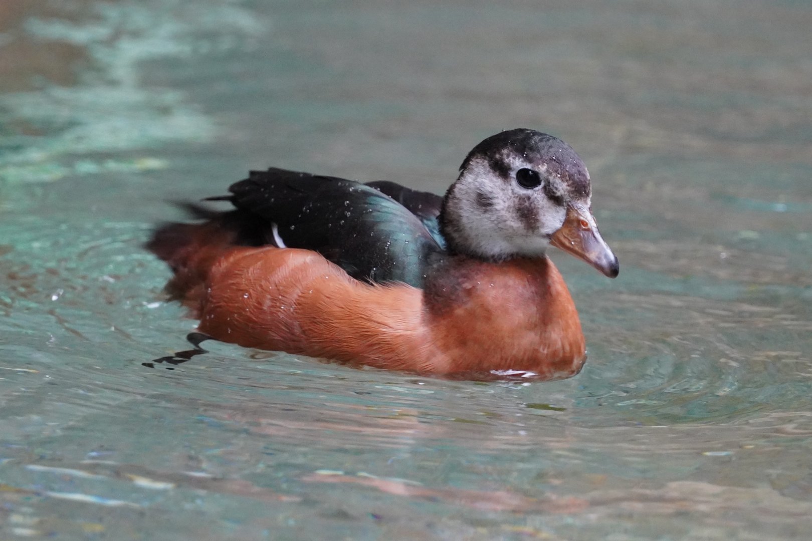 African Pygmy Goose