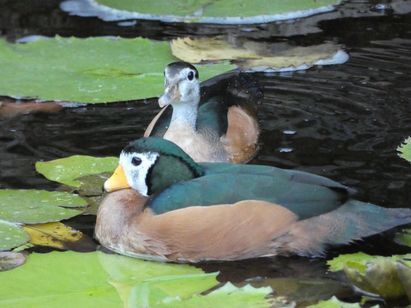 African pygmy goose