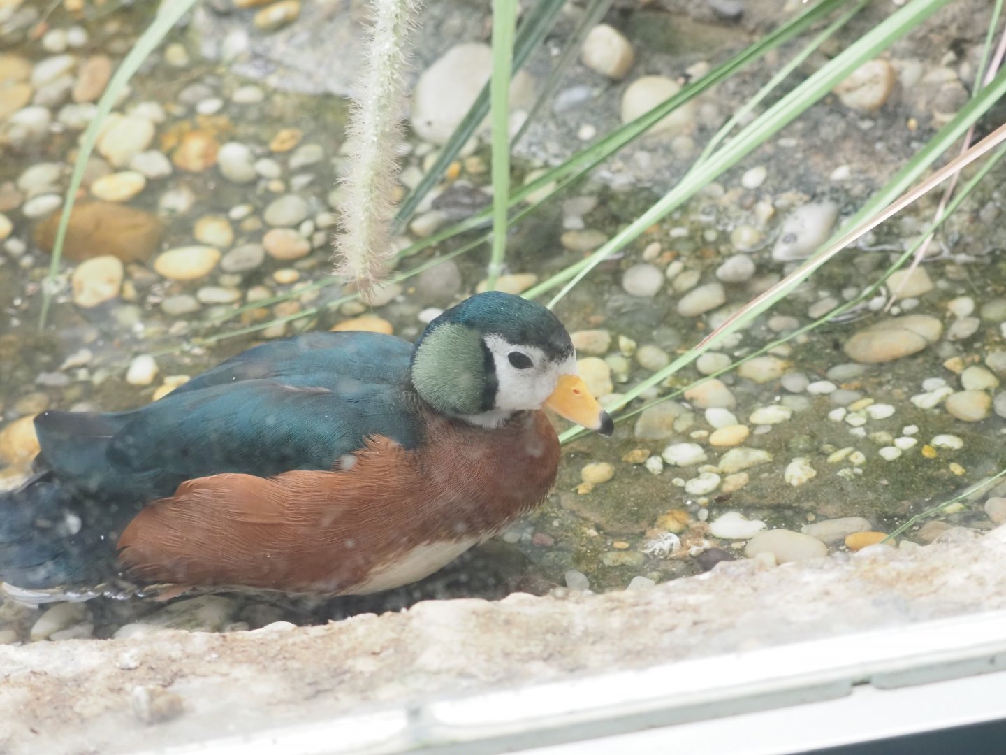 African Pygmy Goose