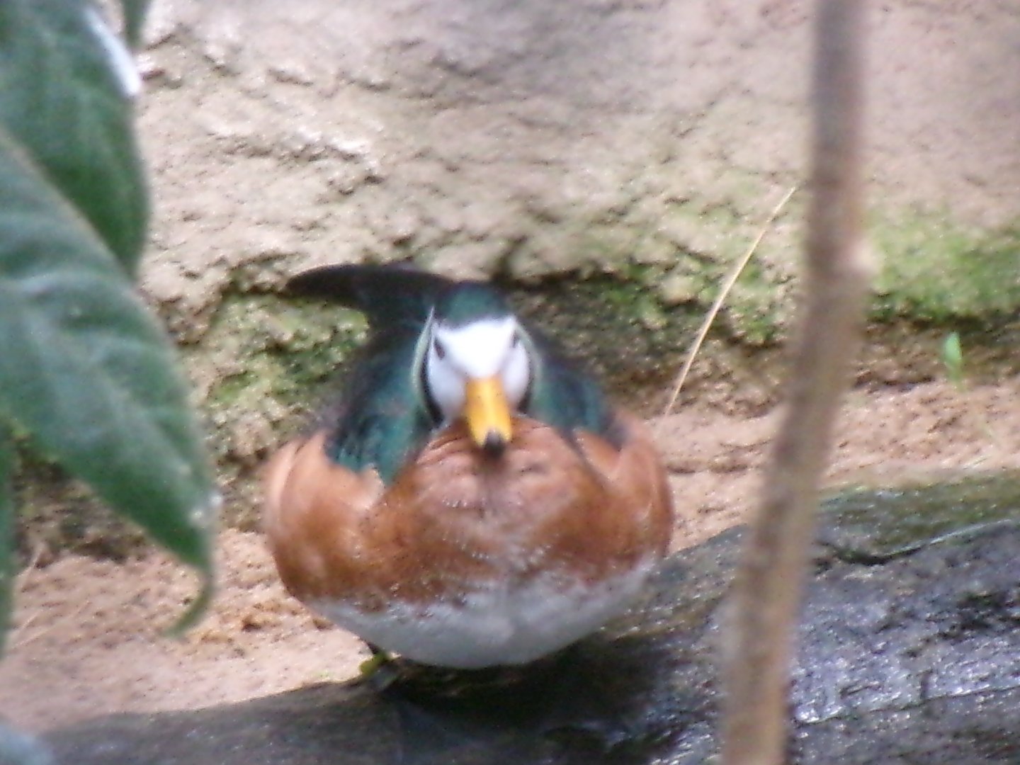 African pygmy-goose