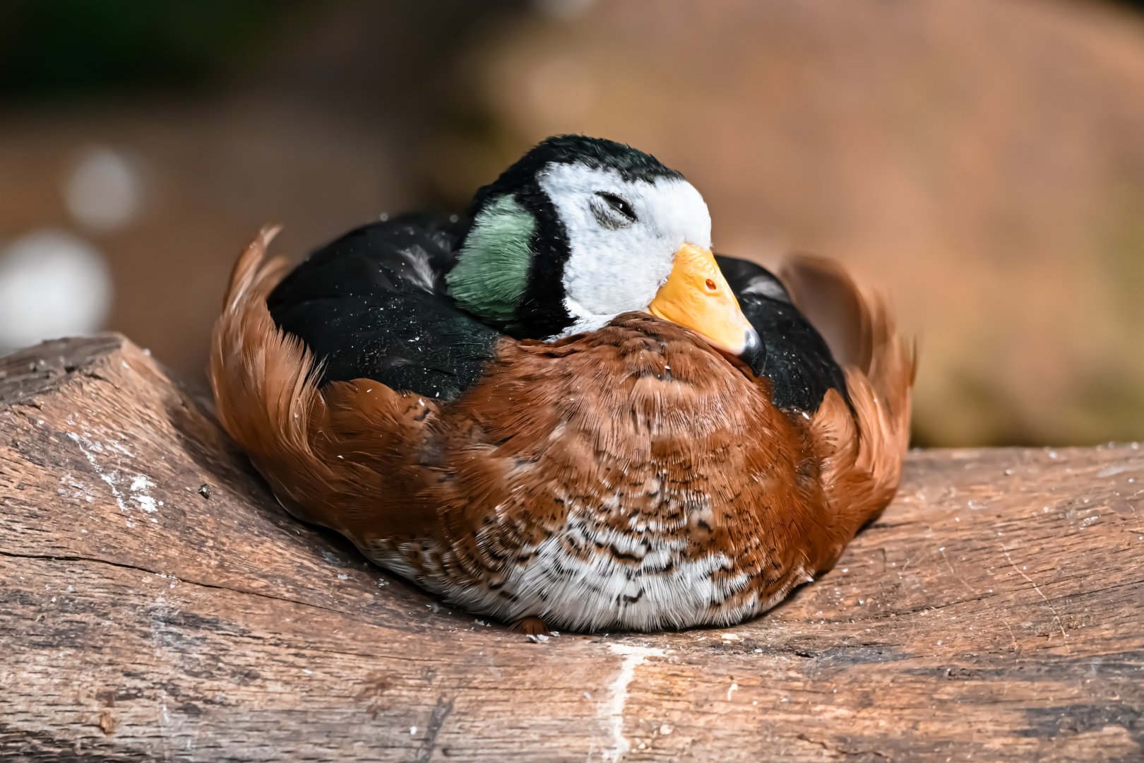 African pygmy goose