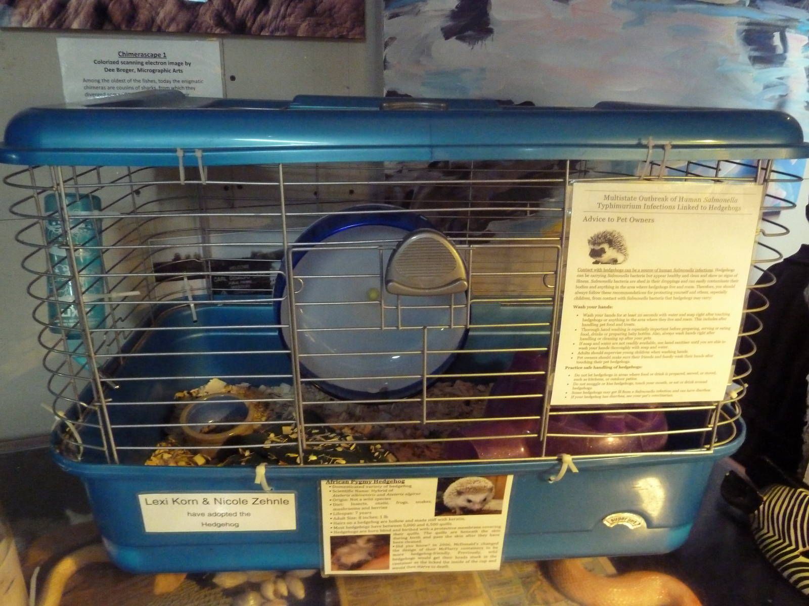 African Pygmy Hedgehog Exhibit