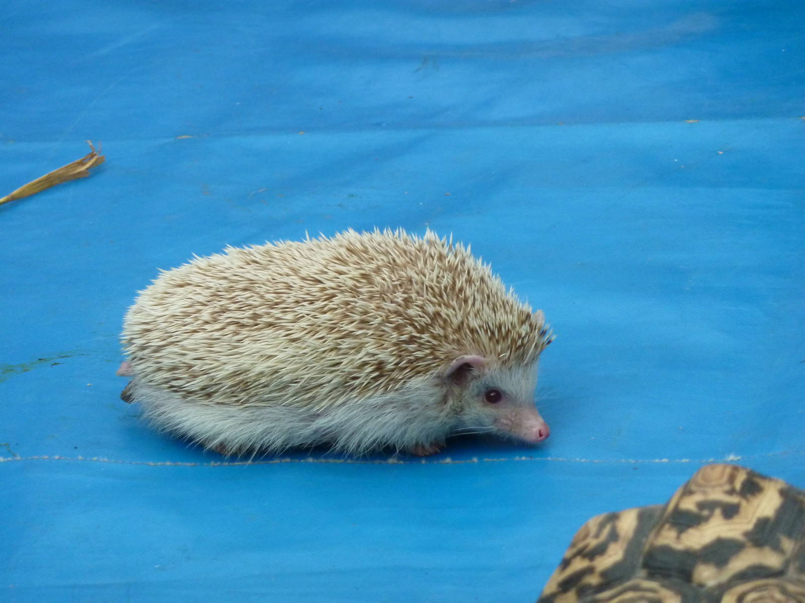 African pygmy hedgehog in animal display