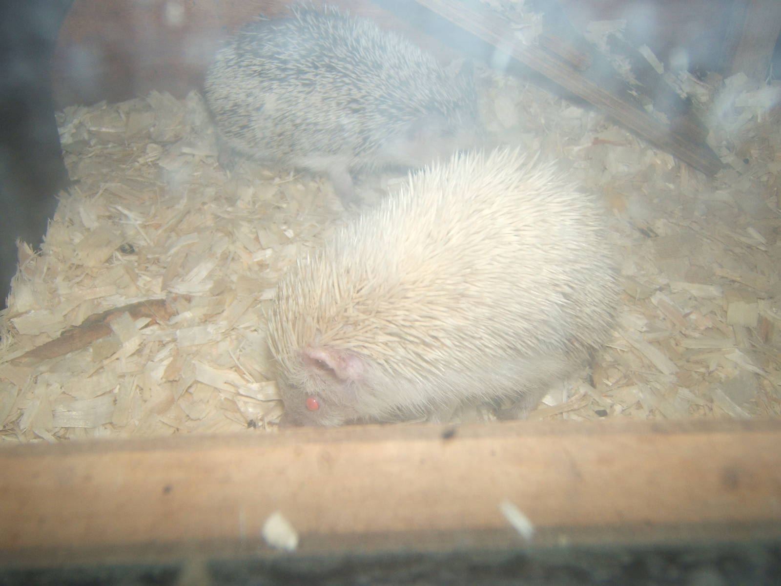 African Pygmy Hedgehog