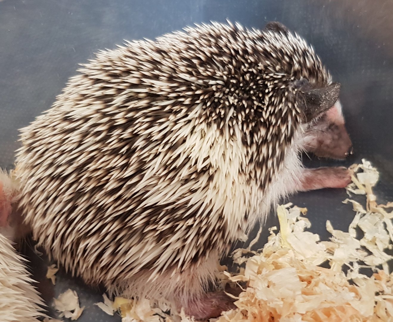 African pygmy hedgehog