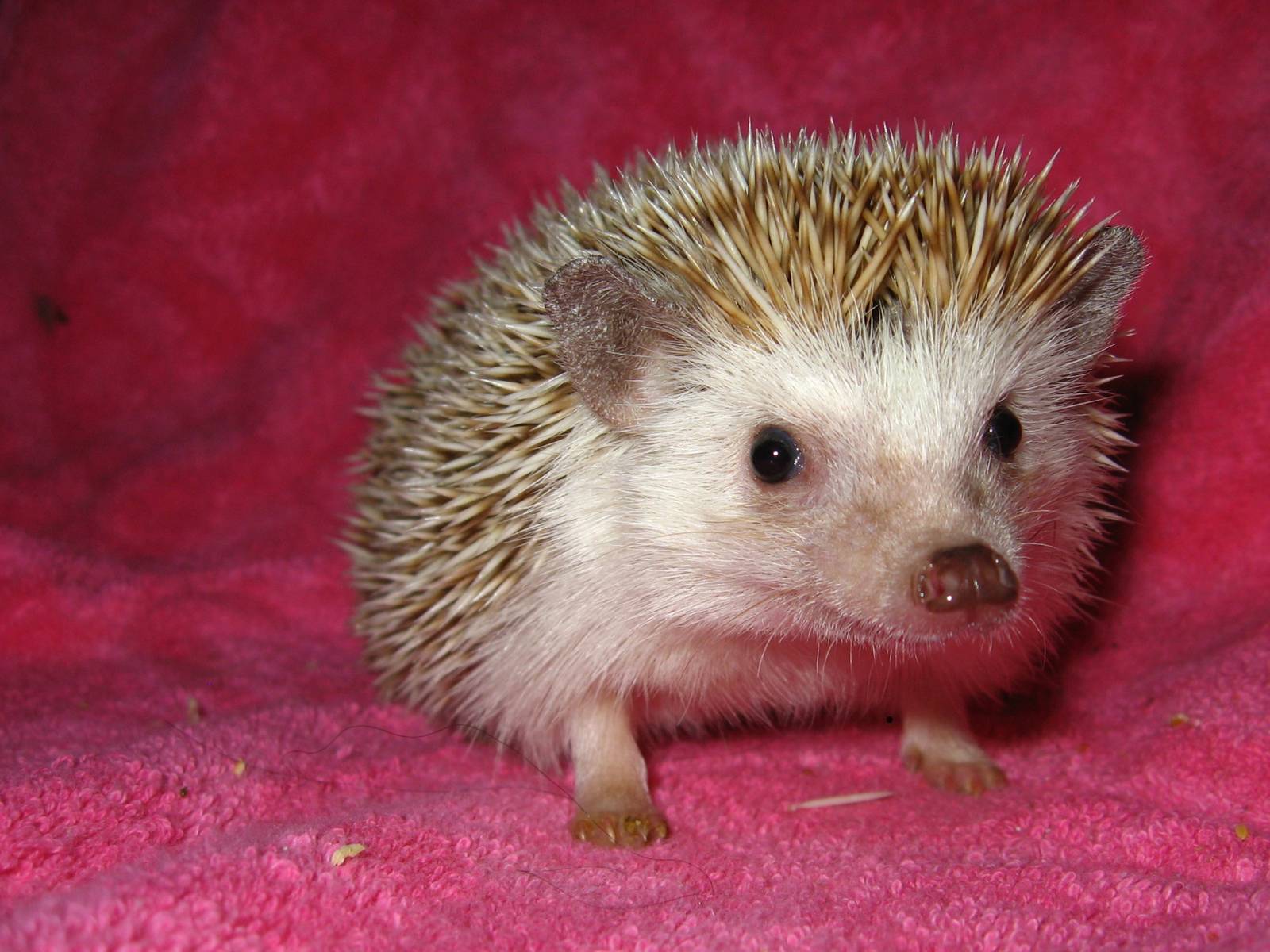 African Pygmy Hedgehog