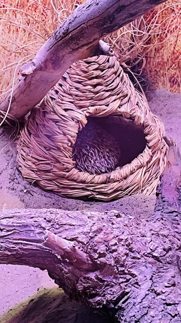 African Pygmy Hedgehog