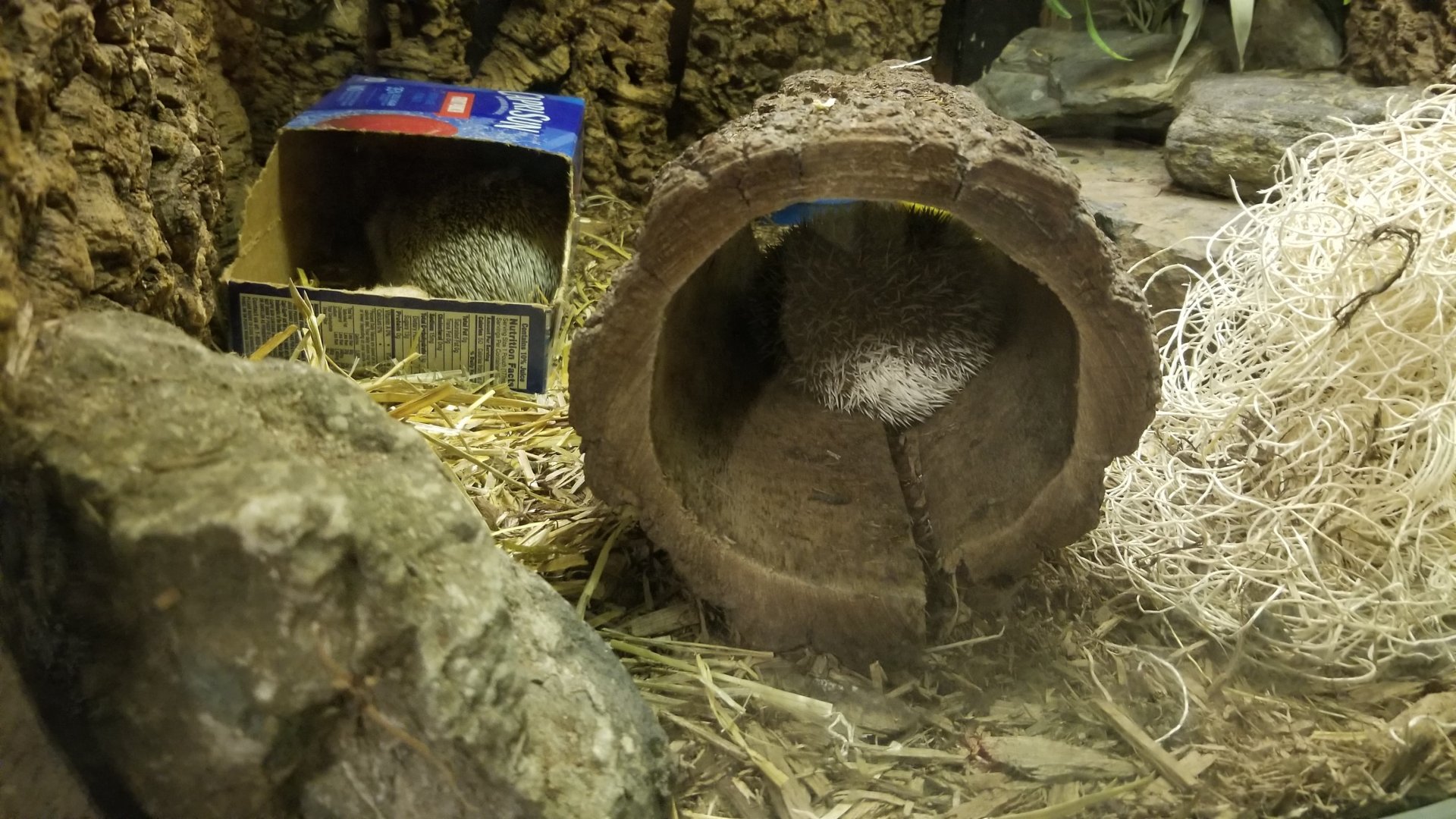 African Pygmy Hedgehogs