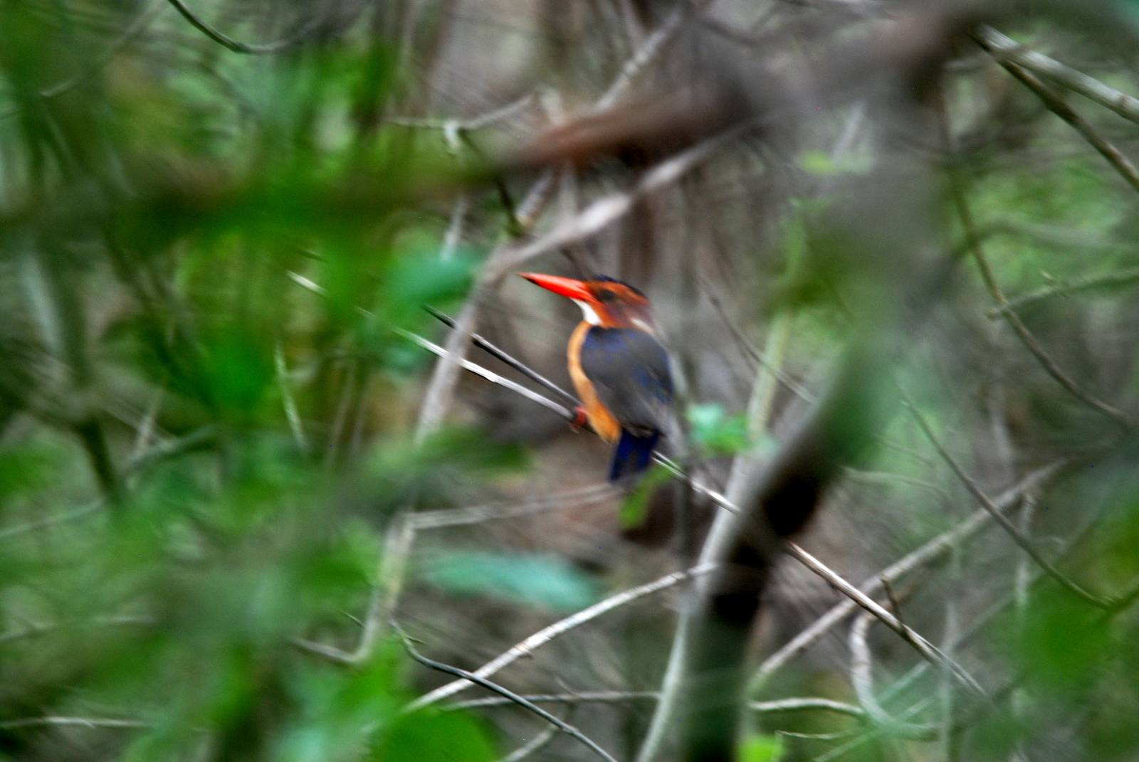 African Pygmy Kingfisher in Awash NP, 12/10/14