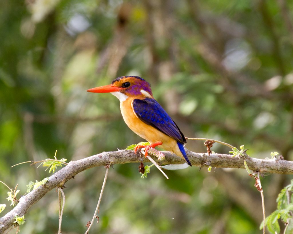 African Pygmy Kingfisher