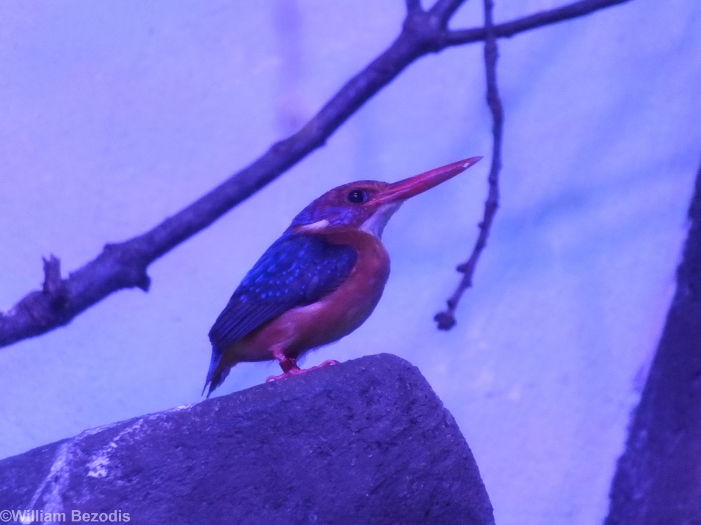 African Pygmy Kingfisher
