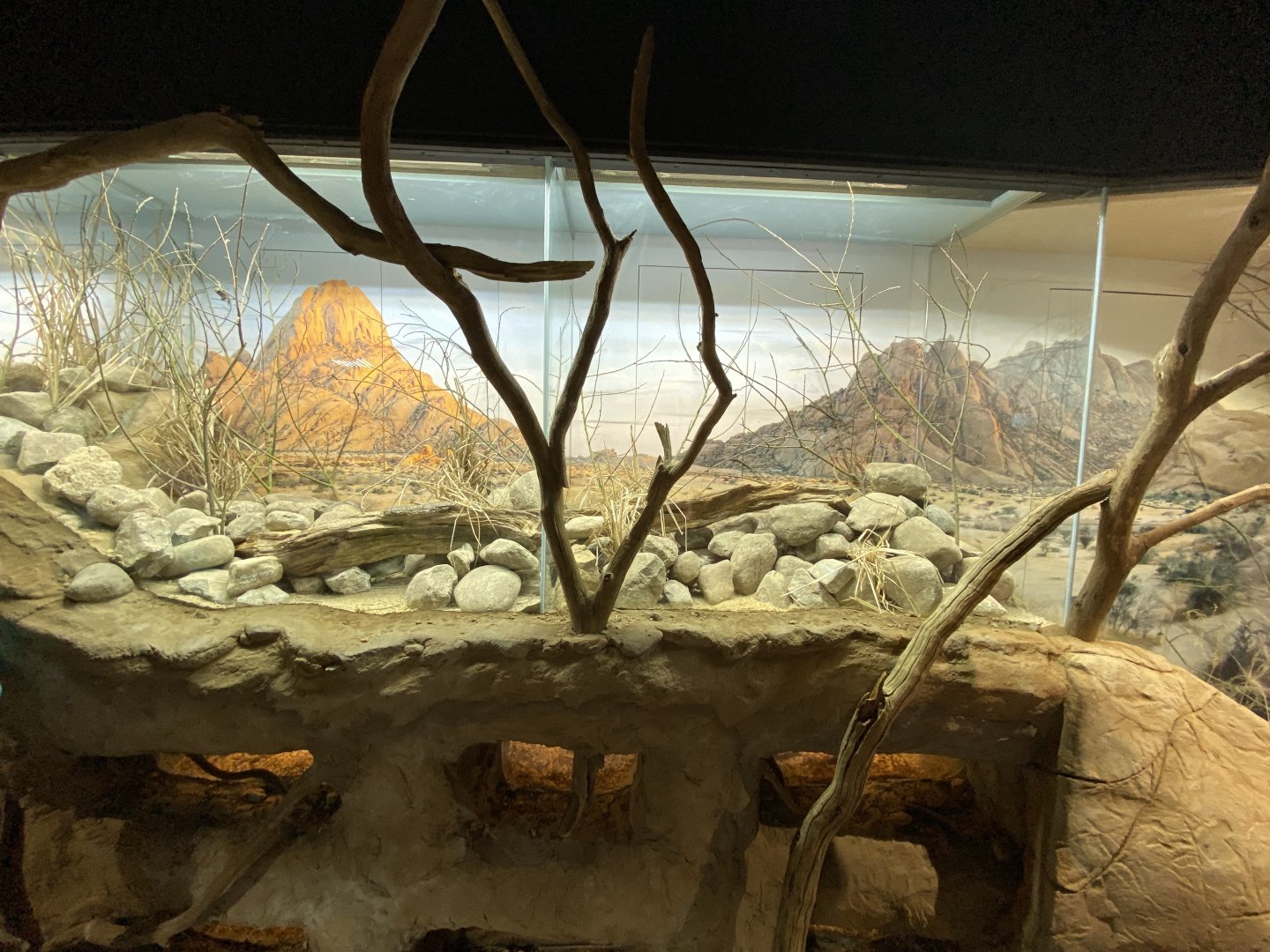 African pygmy mice exhibit