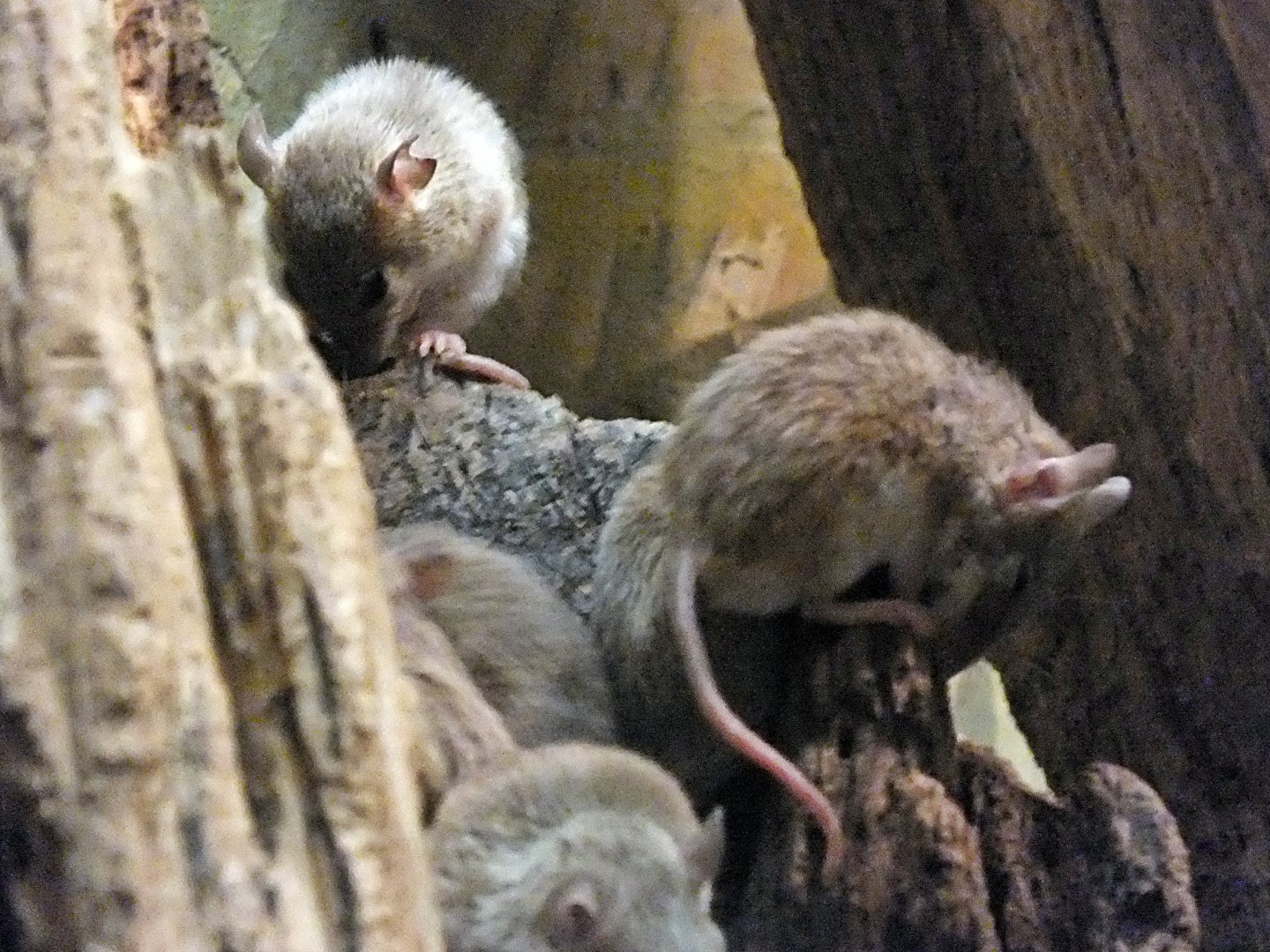 African pygmy mice