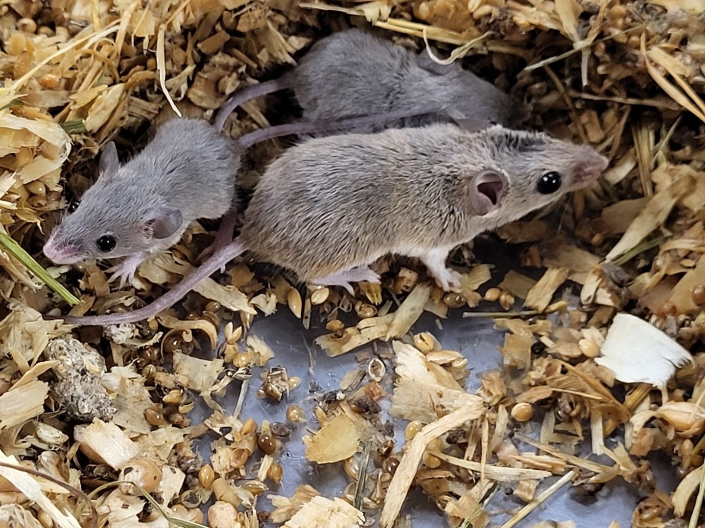 African pygmy mice