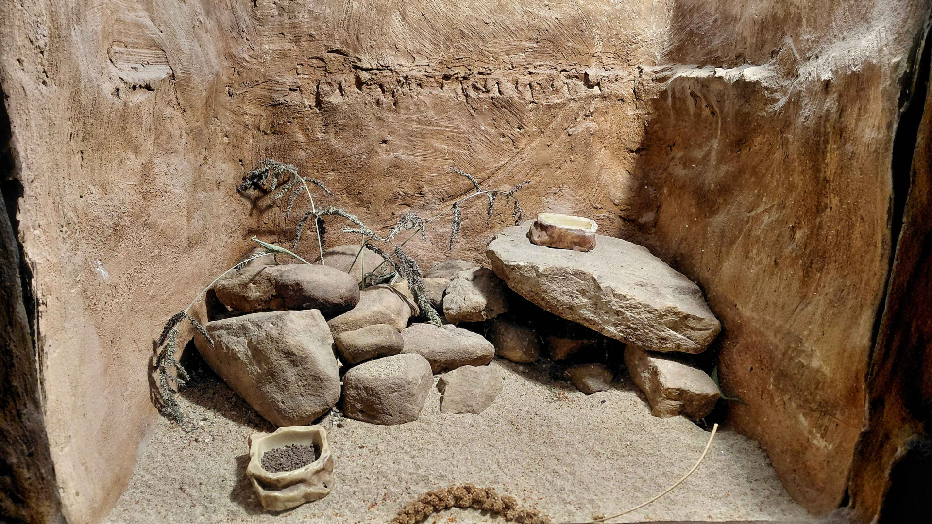 African pygmy mouse exhibit