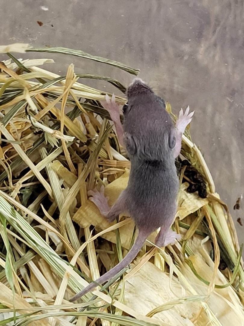 African pygmy mouse - juvenile