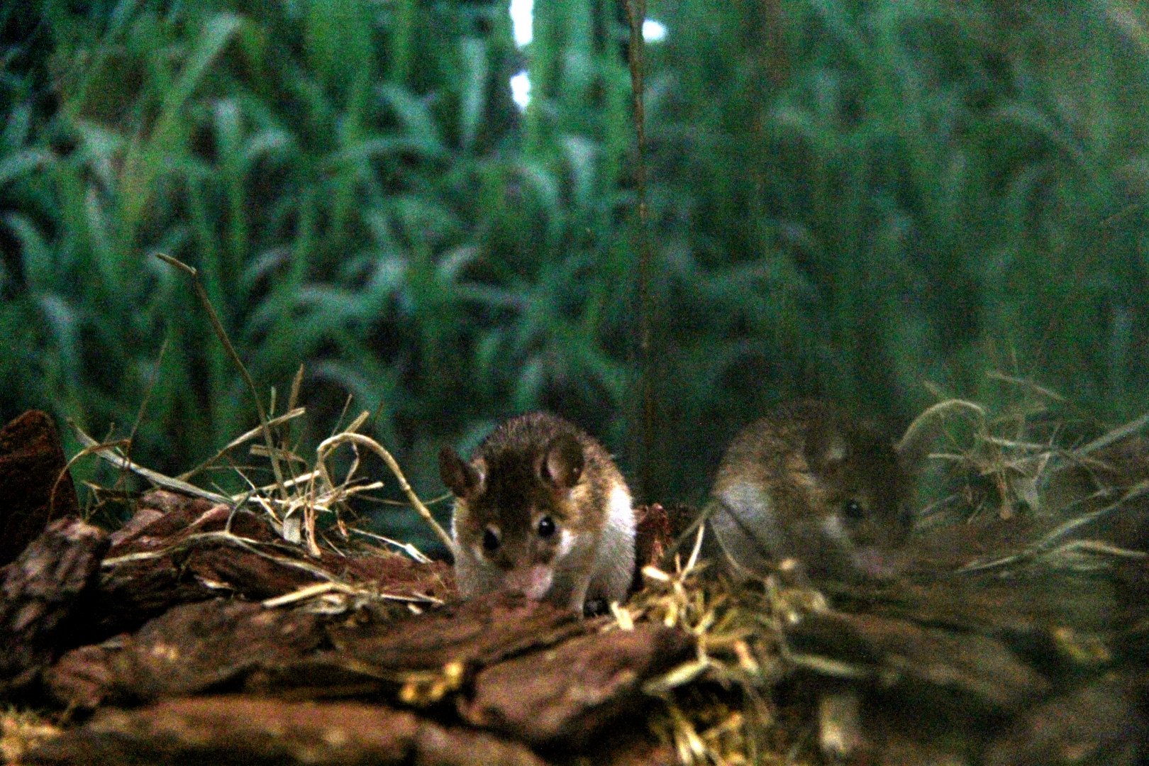 African pygmy mouse (Mus minutoides)