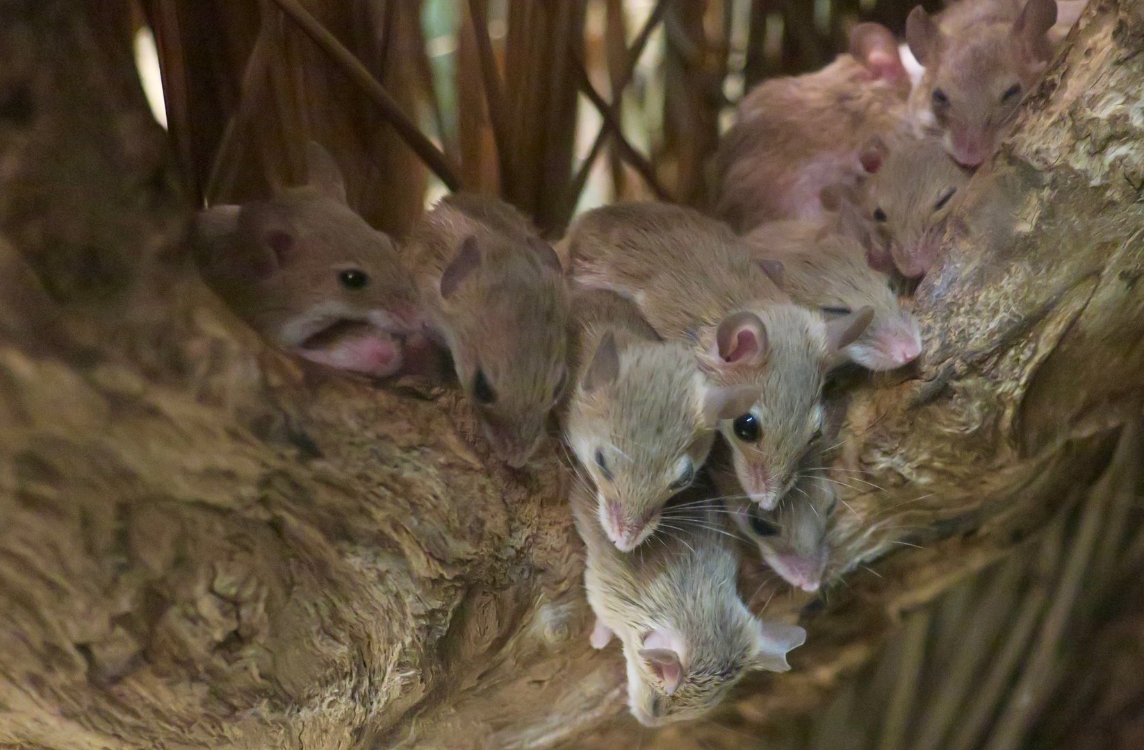 African Pygmy Mouse (Mus minutoides)