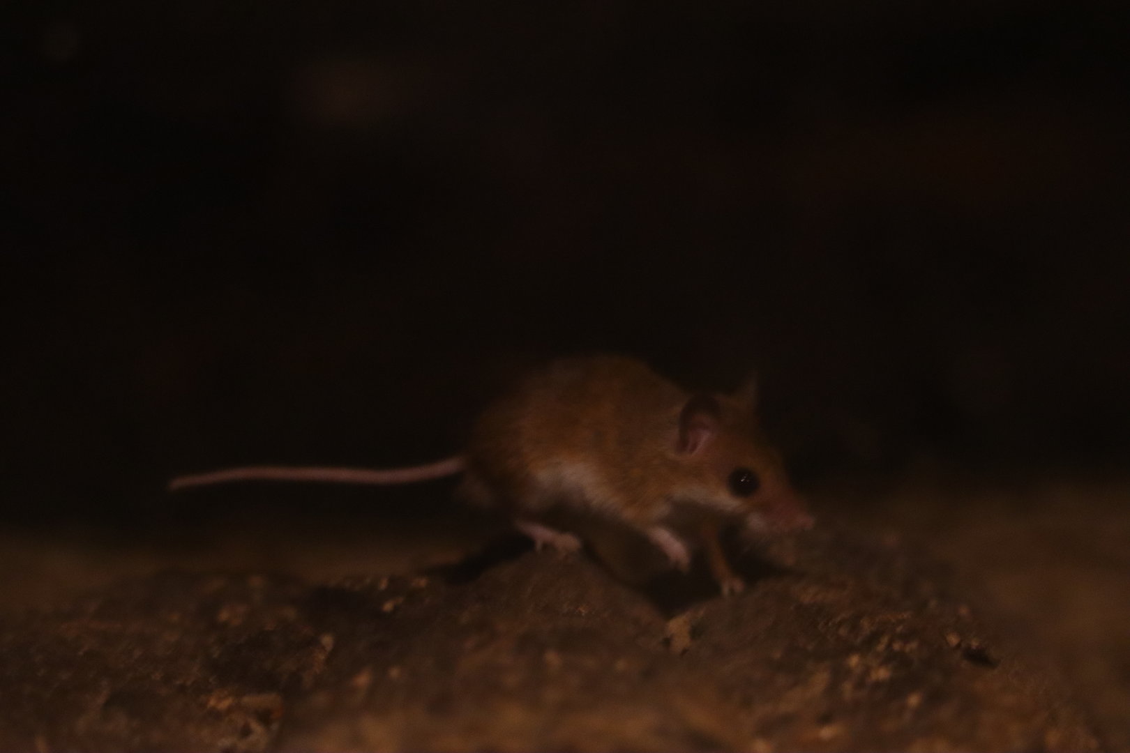 African pygmy mouse (Mus minutoides)