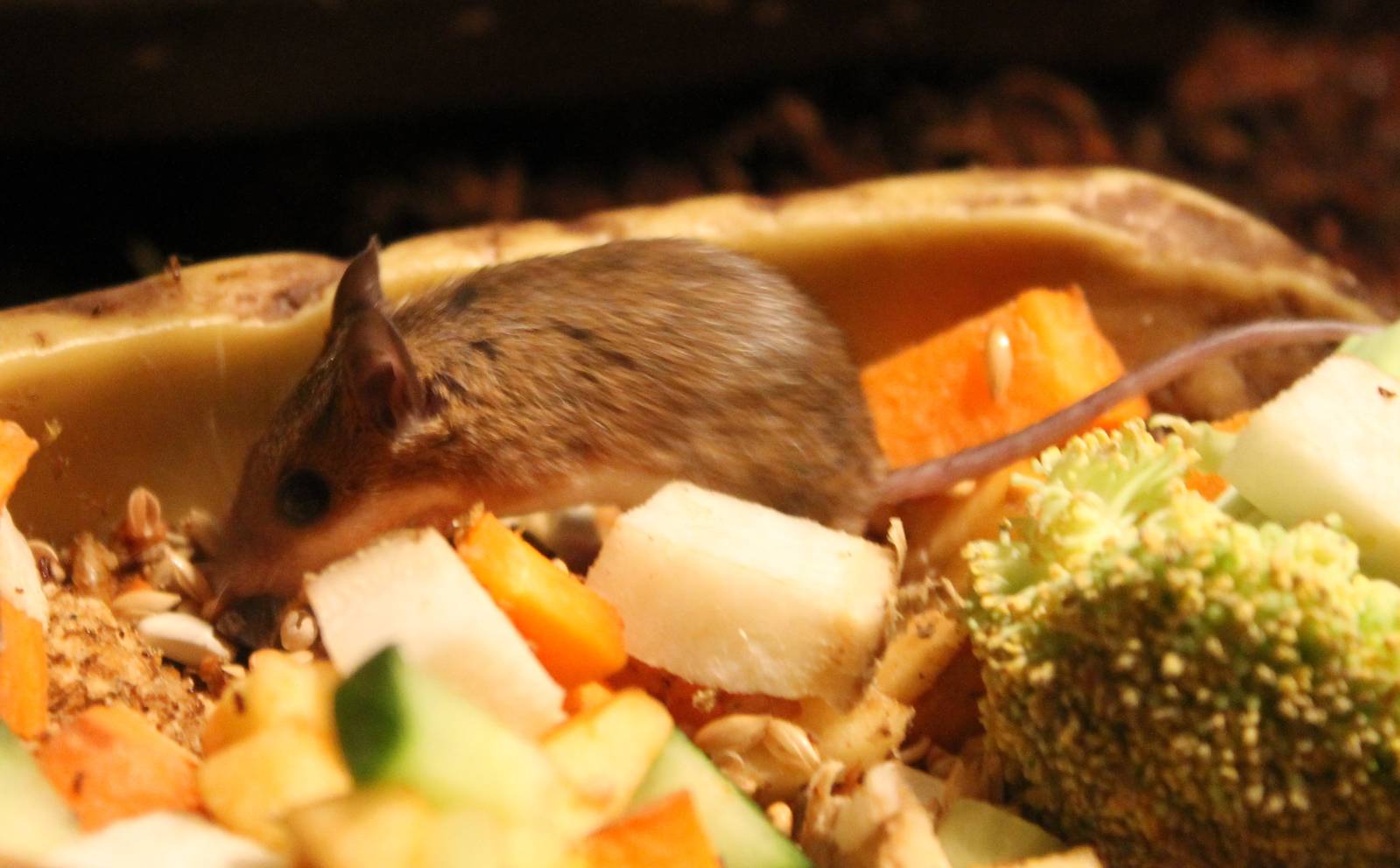 African pygmy mouse