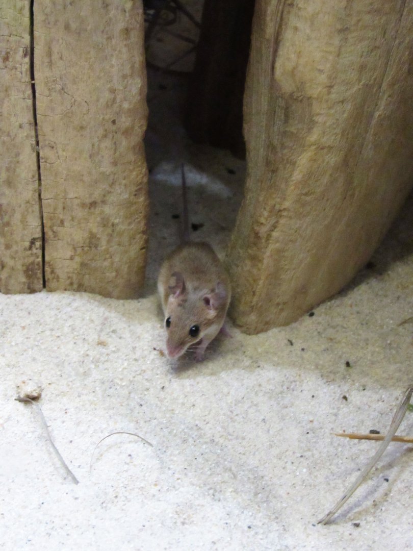 African pygmy mouse