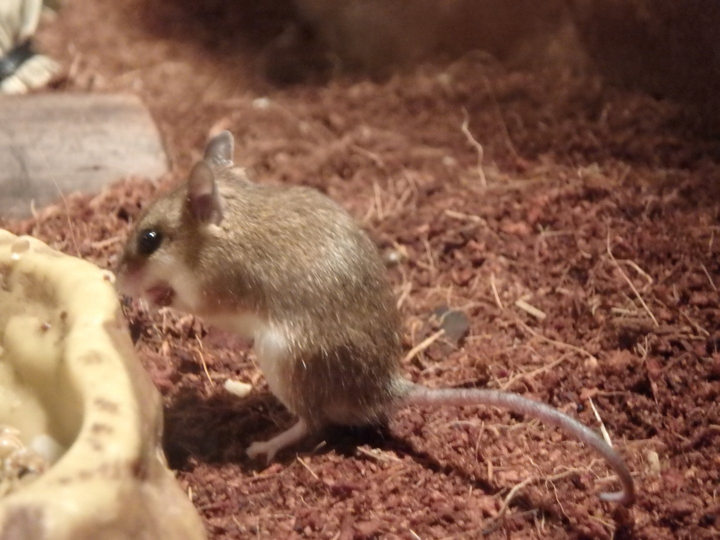 African pygmy mouse