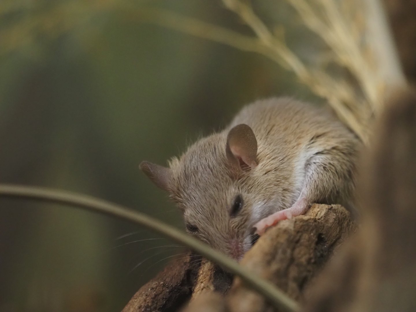 African Pygmy Mouse