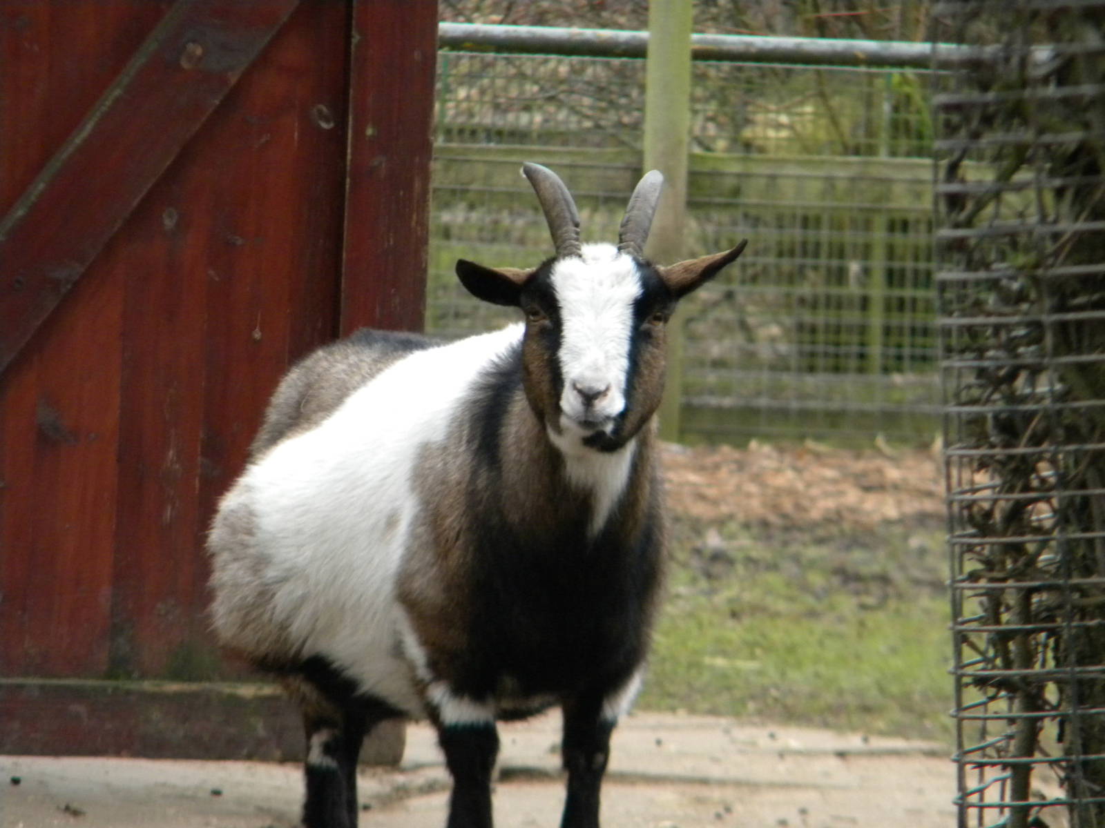 African Pymgy Goat at Blackpool Zoo 2011.
