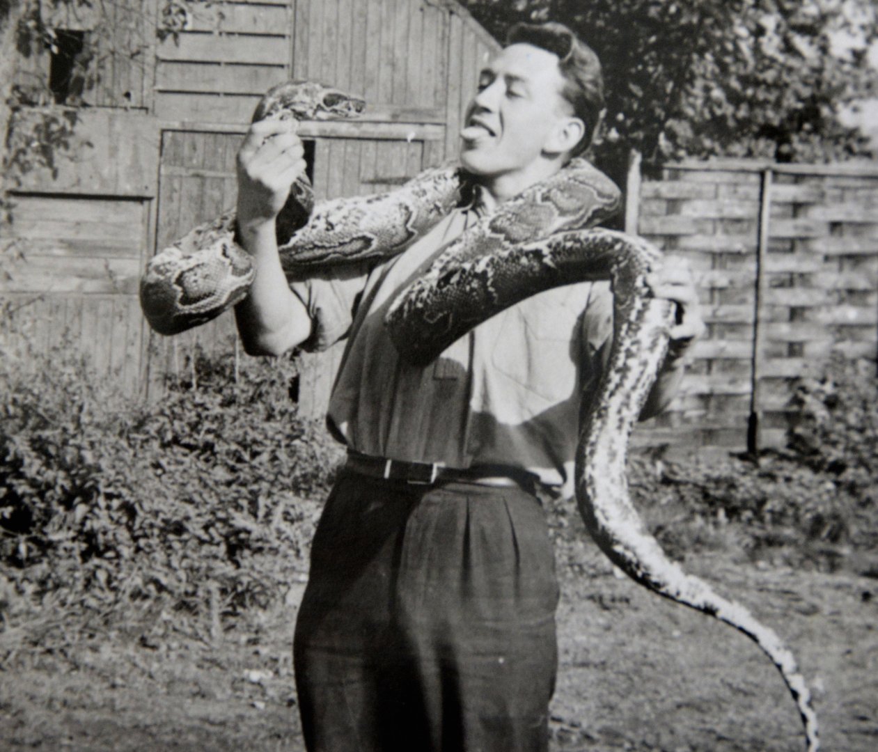 African python.   Chessington zoo   1960's